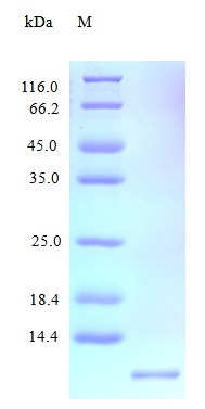 Recombinant Human C-X-C motif chemokine 11 protein(CXCL11) (Active)