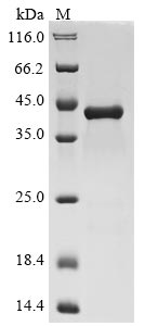 Recombinant Human C-X-C motif chemokine 2(CXCL2)