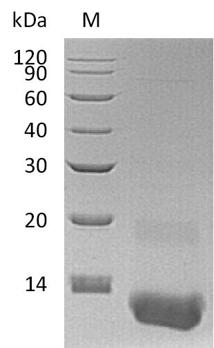 Recombinant Human C-X-C motif chemokine 3(CXCL3) (Active)