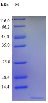 Recombinant Human C-X-C motif chemokine 3 protein(CXCL3) (Active)
