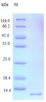 Recombinant Human C-X-C motif chemokine 9 protein(CXCL9) (Active)