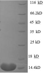 Recombinant Human CCN family member 2(CCN2),partial