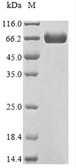 Recombinant Human CD276 antigen(CD276),partial (Active)