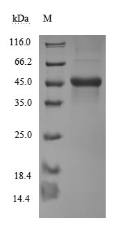Recombinant Human CD40 ligand(CD40LG),partial (Active)