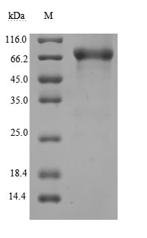Recombinant Human CD44 antigen(CD44),partial (Active)
