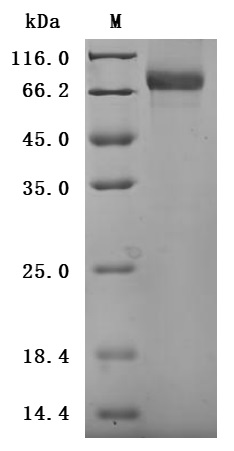 Recombinant Human CD44 antigen(CD44),partial,Biotinylated (Active)