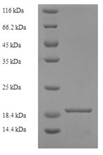 Recombinant Human CMRF35-like molecule 1(CD300LF),partial