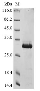 Recombinant Human COMM domain-containing protein 5(COMMD5)