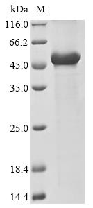 Recombinant Human CUGBP Elav-like family member 1(CELF1) (T173E,S178D,S285D,S288D,S295D,S296D,S298D),partial