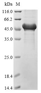 Recombinant Human CUGBP Elav-like family member 1(CELF1) (T173E,S178D,S285D,S288D,S295D,S296D,S298D,L408A,P409A)