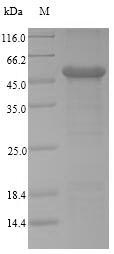 Recombinant Human Carcinoembryonic antigen-related cell adhesion molecule 1(CEACAM1),partial