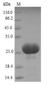 Recombinant Human Carcinoembryonic antigen-related cell adhesion molecule 3(CEACAM3),Partial