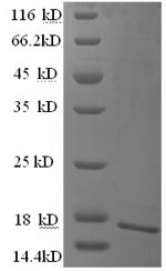 Recombinant Human Carcinoembryonic antigen-related cell adhesion molecule 4(CEACAM4),partial
