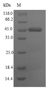 Recombinant Human Carcinoembryonic antigen-related cell adhesion molecule 8(CEACAM8)