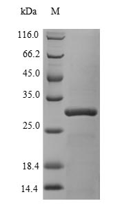 Recombinant Human Chromobox protein homolog 7(CBX7)