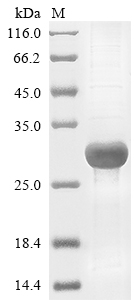 Recombinant Human Chymotrypsin-like elastase family member 3B(CELA3B)