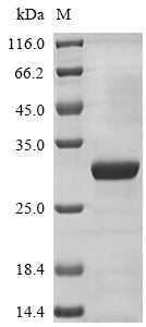 Recombinant Human Ciliary neurotrophic factor(CNTF)