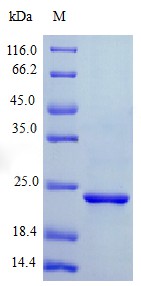 Recombinant Human Ciliary neurotrophic factor protein(CNTF) (Active)