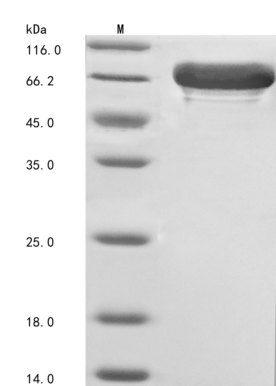 Recombinant Human Cryptochrome-1(CRY1)