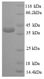 Recombinant Human Cyclic AMP-responsive element-binding protein 1(CREB1)