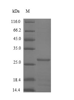 Recombinant Human Cystatin-B(CSTB)