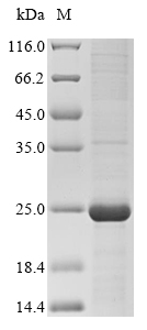 Recombinant Human Cytochrome P450 2C9(CYP2C9)