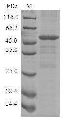 Recombinant Human Cytokine-inducible SH2-containing protein(CISH)
