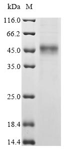 Recombinant Human Cytokine-like protein 1(CYTL1)