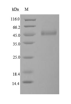 Recombinant Human Cytotoxic T-lymphocyte protein 4(CTLA4),partial (Active)