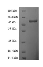 Recombinant Human D-amino-acid oxidase(DAO)