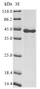 Recombinant Human DDB1- and CUL4-associated factor 7(DCAF7)