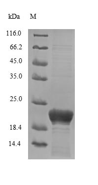 Recombinant Human Dermcidin(DCD)