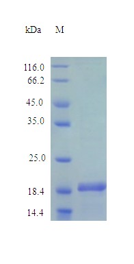 Recombinant Human Desert hedgehog protein(DHH),partial (Active)