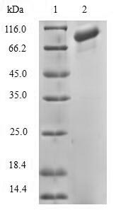 Recombinant Human Diacylglycerol kinase alpha(DGKA)