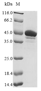 Recombinant Human Double-stranded RNA-specific adenosine deaminase(ADAR),partial