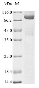Recombinant Human Dynamin-1-like protein(DNM1L)