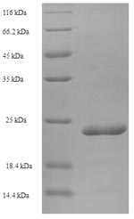 Recombinant Human Elafin(PI3)