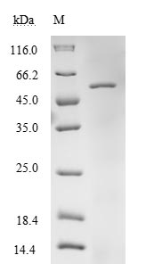 Recombinant Human Elongation factor Tu, mitochondrial(TUFM)