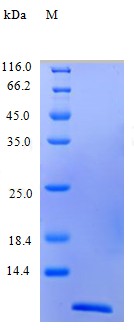 Recombinant Human Eotaxin protein(CCL11) (Active)