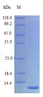 Recombinant Human Epigen protein(EPGN) (Active)