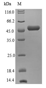 Recombinant Human Eukaryotic translation initiation factor 3 subunit K(EIF3K)