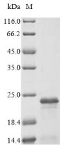 Recombinant Human FXYD domain-containing ion transport regulator 3(FXYD3),Partial