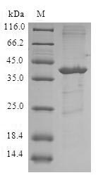 Recombinant Human Fatty acid-binding protein 5(FABP5)