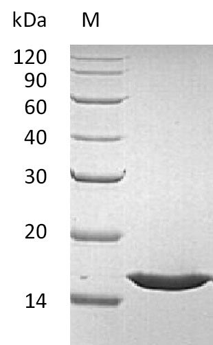 Recombinant Human Fibroblast growth factor 1(FGF1) (Active)