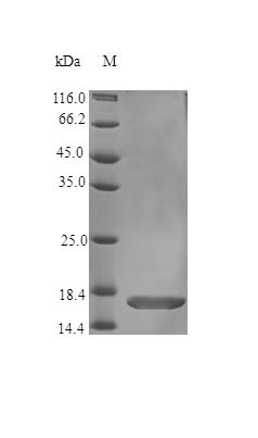 Recombinant Human Fibroblast growth factor 1 protein(FGF1) (Active)
