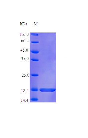 Recombinant Human Fibroblast growth factor 10 protein(FGF10) (Active)