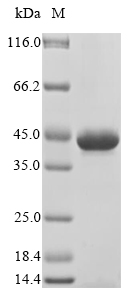 Recombinant Human Filamin-A(FLNA),partial