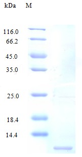 Recombinant Human Fractalkine protein(CX3CL1) (Active)