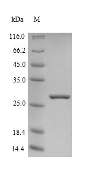 Recombinant Human Frataxin, mitochondrial(FxN)