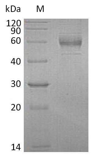 Recombinant Human GDNF family receptor alpha-1(GFRA1) (Active)